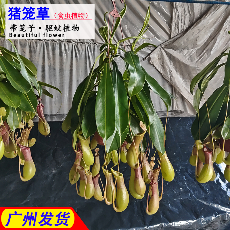 猪笼草盆栽鲜花创意食虫植物