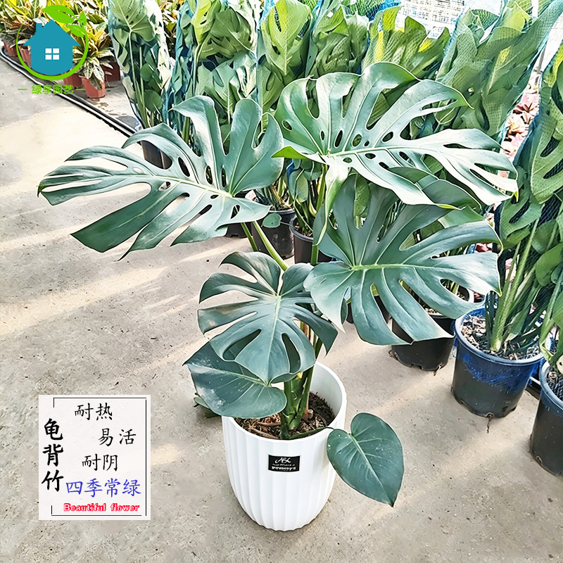 龟背竹室内盆景易活耐阴耐热植物