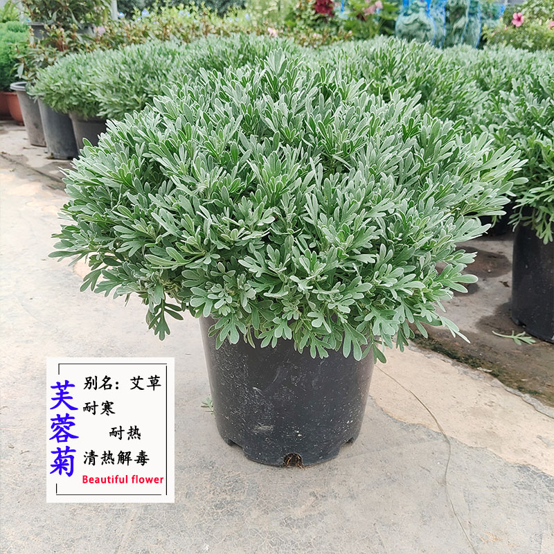 正宗芙蓉菊银艾草盆栽可食用植物