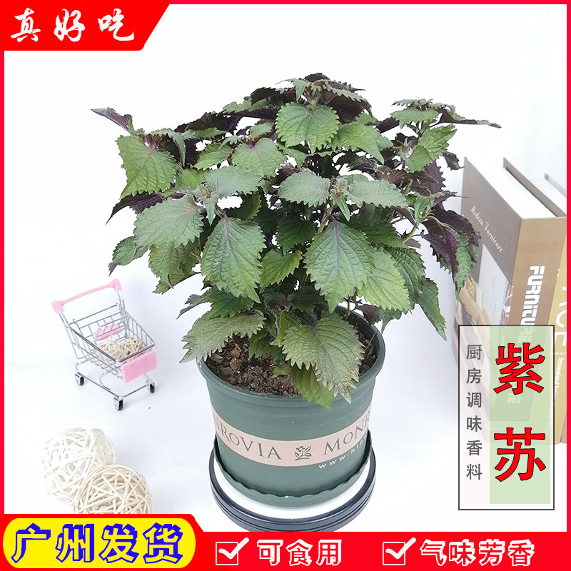 可食用鲜活紫苏香草薄荷罗勒九层塔臭草盆栽花卉阳台清香驱蚊绿植