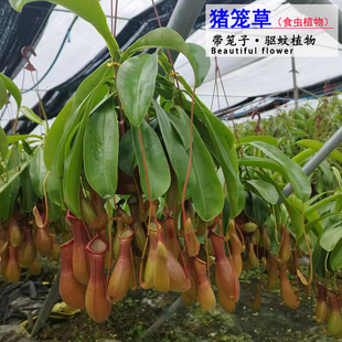 新奇食虫植物猪笼草盆栽绿植阳台室内驱蚊净化空气四季长笼子花卉