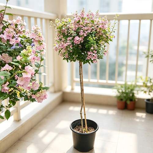 粉苞冬红花盆栽常年开花植物花卉