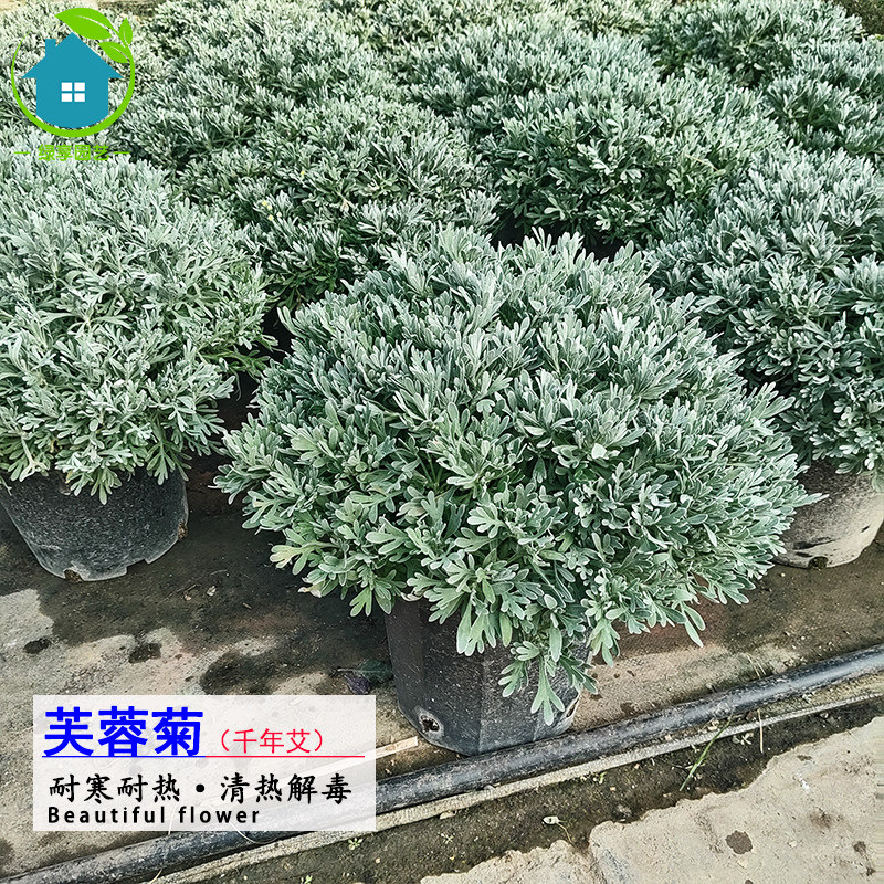 正宗芙蓉菊盆栽银艾草绿植清热解毒观叶花卉四季常青阳台室外植物
