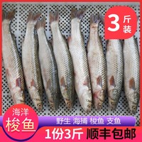 新鲜梭鱼支鱼海洋海捕鱼海鲜水产海鲜鱼梭子鱼大海鱼3斤包邮