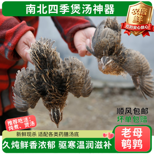 慢养老母鹌鹑新鲜生鲜肉广东老火靓汤北方秋冬驱寒暖身炖汤食材