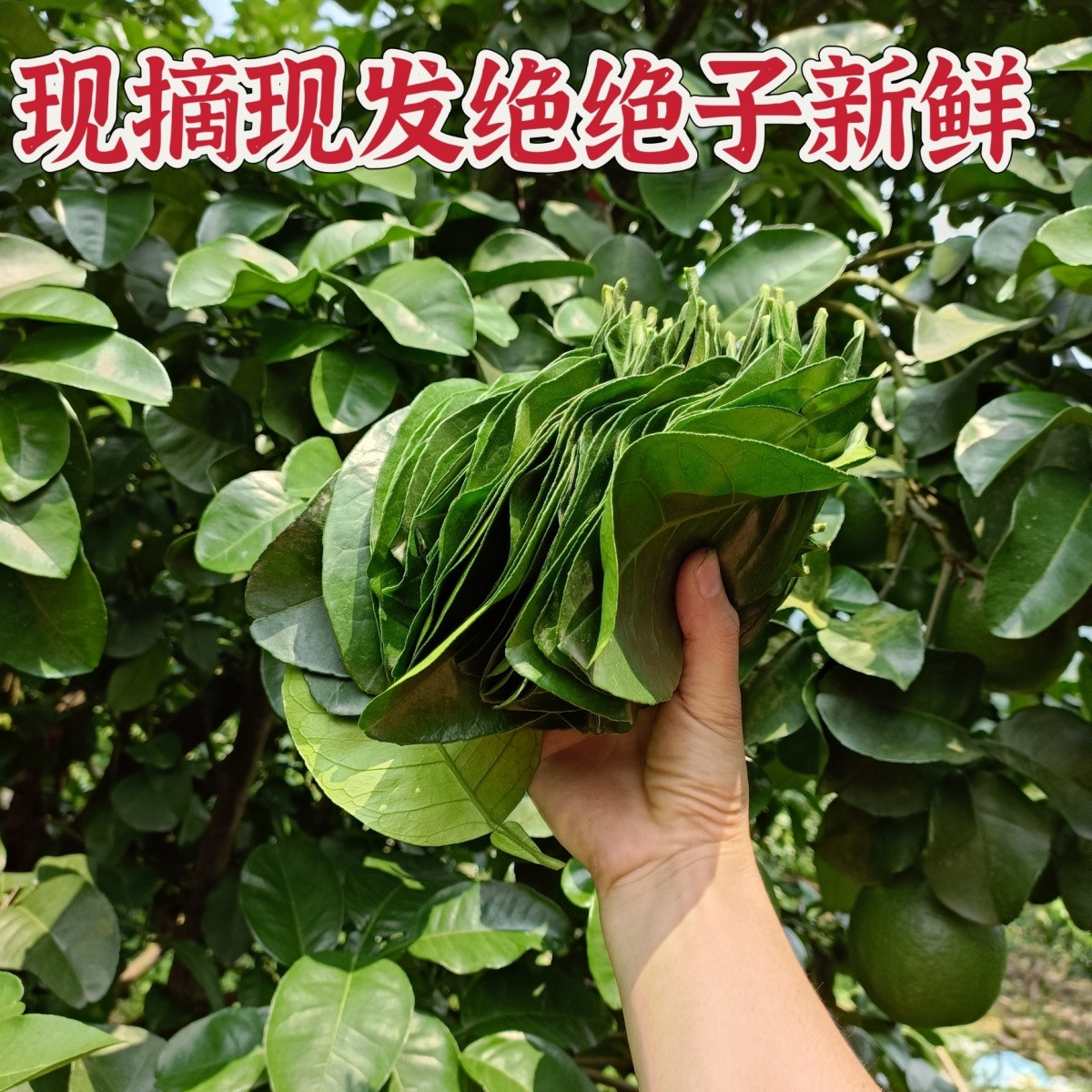 新鲜现摘柚子叶开运祈福沐浴老树