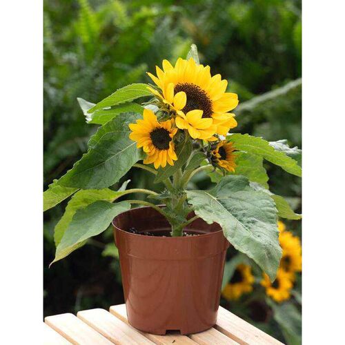 「矮日葵·阳上迷阳食用