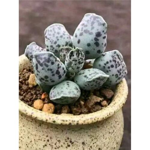 治愈系海豹水泡憨萌小可