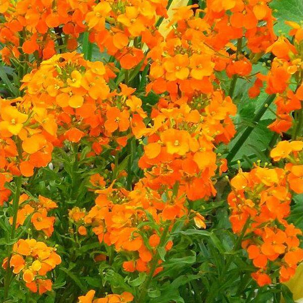 【金色风暴来袭】七里黄桂竹香芥千里光金黄花朵驱散阴霾励志植物