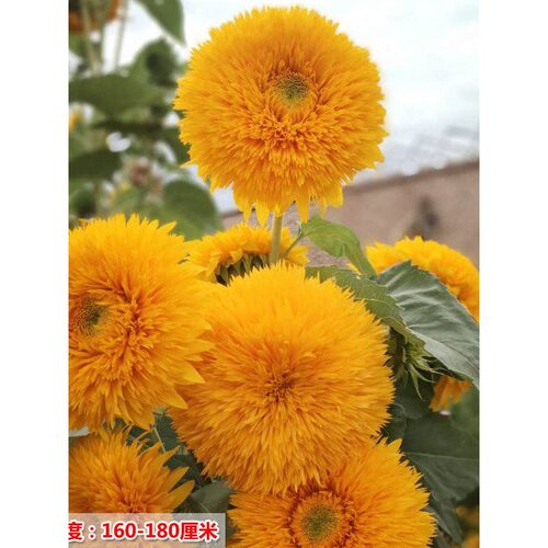 向葵·梵高箔复版高观用