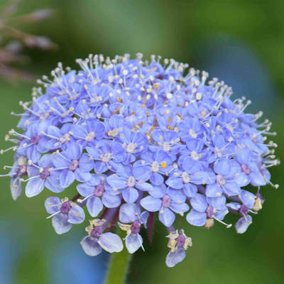 蓝雪珠蓝壤疏饰带可网色