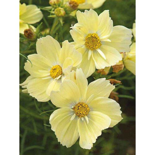 把草原光”花波斯菊黄秋