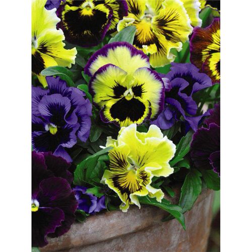 皱边花三色堇蓝白渐变眼