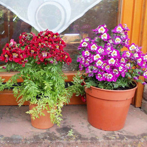 “的蝴蝶”蝶花混蝴草民