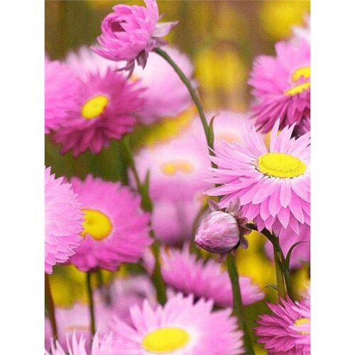 为的粉云朵」色永将心瞬