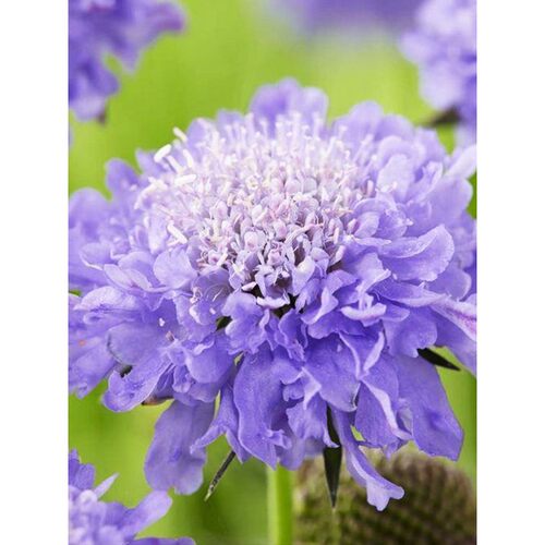 「阳台小森林搭档」紫盆