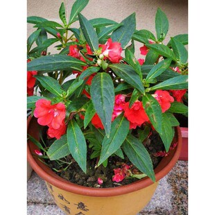 瓣凤仙花指甲花染甲似热情似应力强土壤红色重指草 适能不挑 焰火