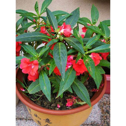 瓣凤仙花指甲花染甲似热