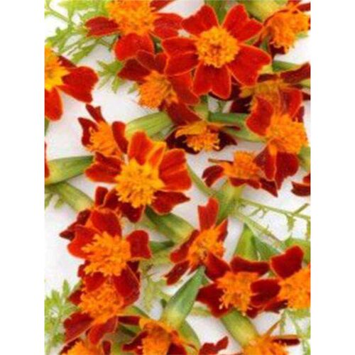 「晴朗气的密爽朗泼的约