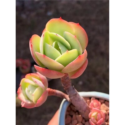 鸡蛋碧桃寓意和好如初爱