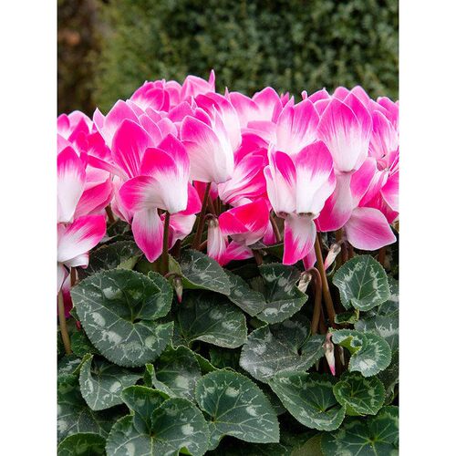 来兔一冠海棠只征友祝仙