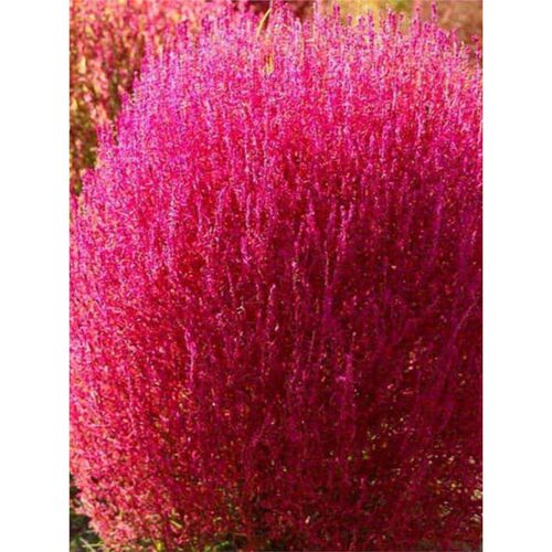 「会色绒球」叶肤细扫帚