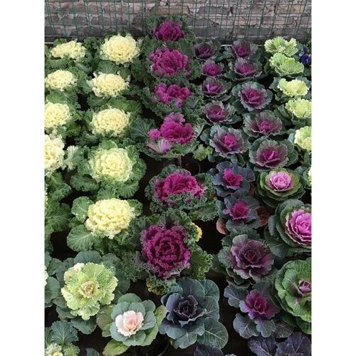 【孔雀开屏】羽衣甘蓝小