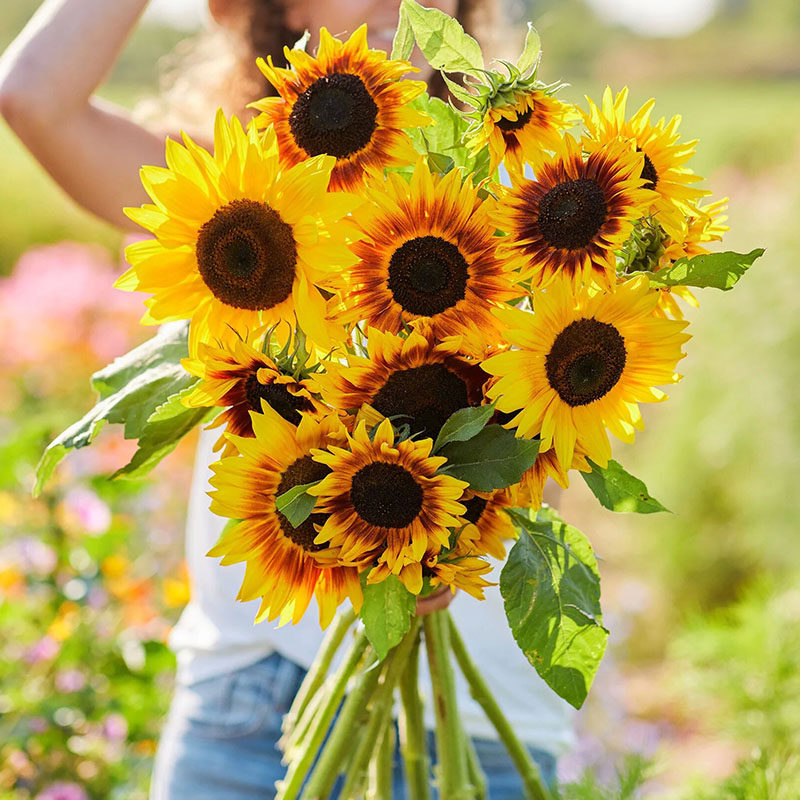 日食向日葵&ldquo;啃了一口的太阳&rdquo;金边裹深褐芯 比普通向日葵酷10倍