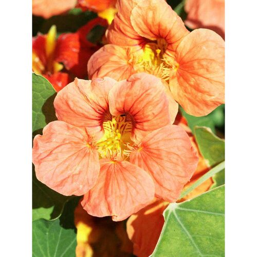 日珊瑚色的爬画鲑粉色旱