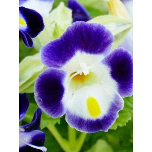 的小密”堇蓝猪儿斑点可