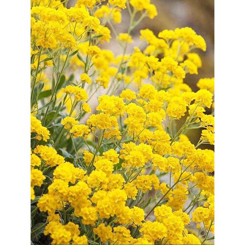 「·收集阳光蜜玉蝶岩生