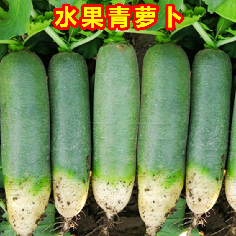 潍坊水果萝卜脆甜沙窝新鲜10斤