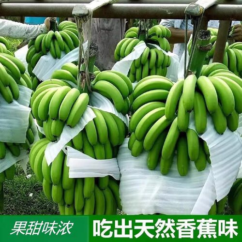 云南高山大香蕉新鲜水果现摘包邮