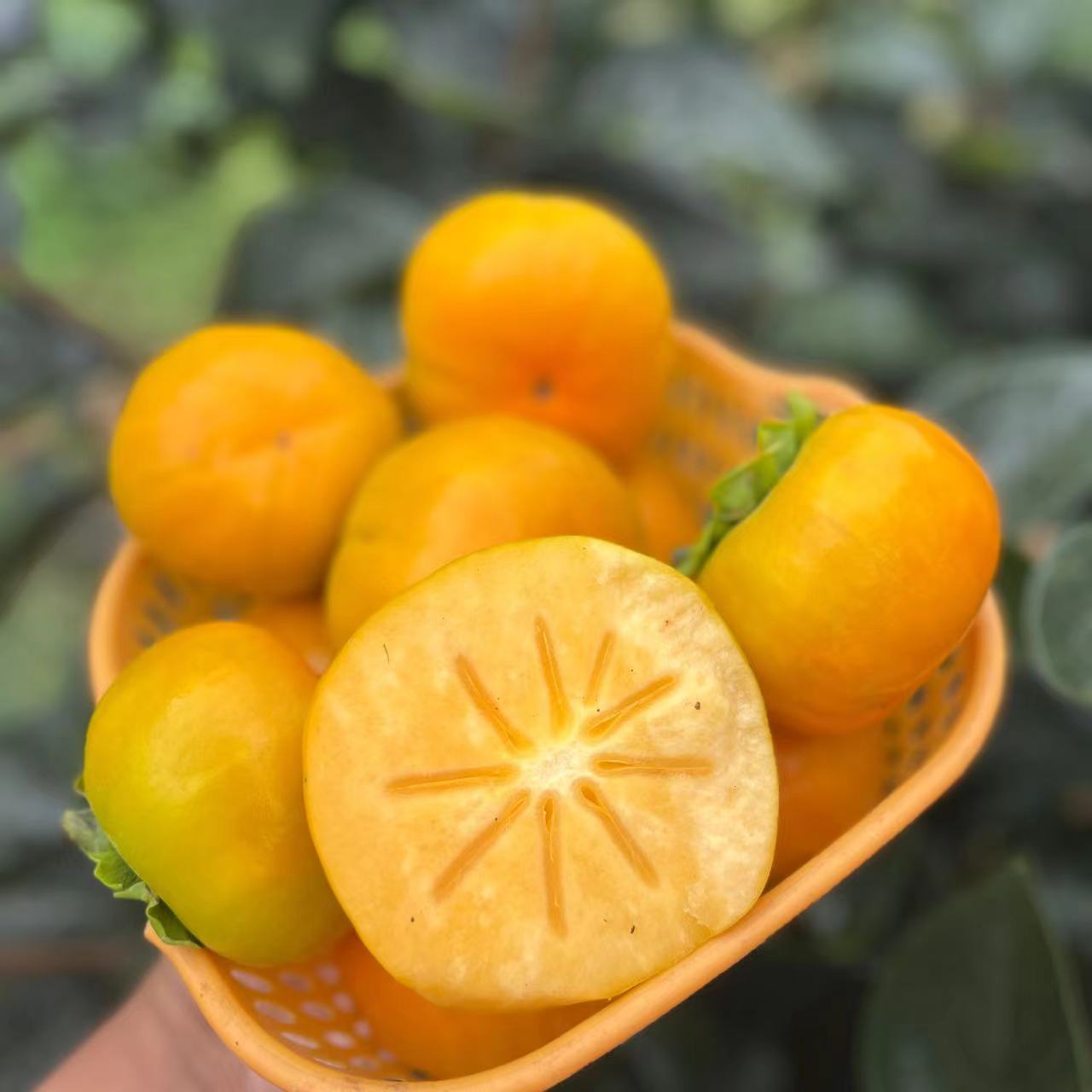 云南保山现摘新鲜甜脆柿子