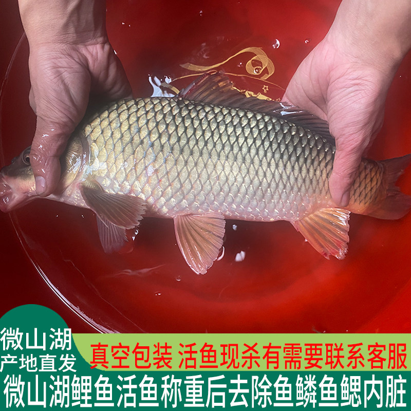 微山湖原生态新鲜鲤鱼鲜活四鼻鲤鱼大鱼活鱼现杀淡水鱼