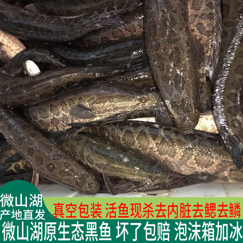 微山湖原生态黑鱼乌鳢活鱼现杀乌鱼新鲜黑鱼片炖汤滋补