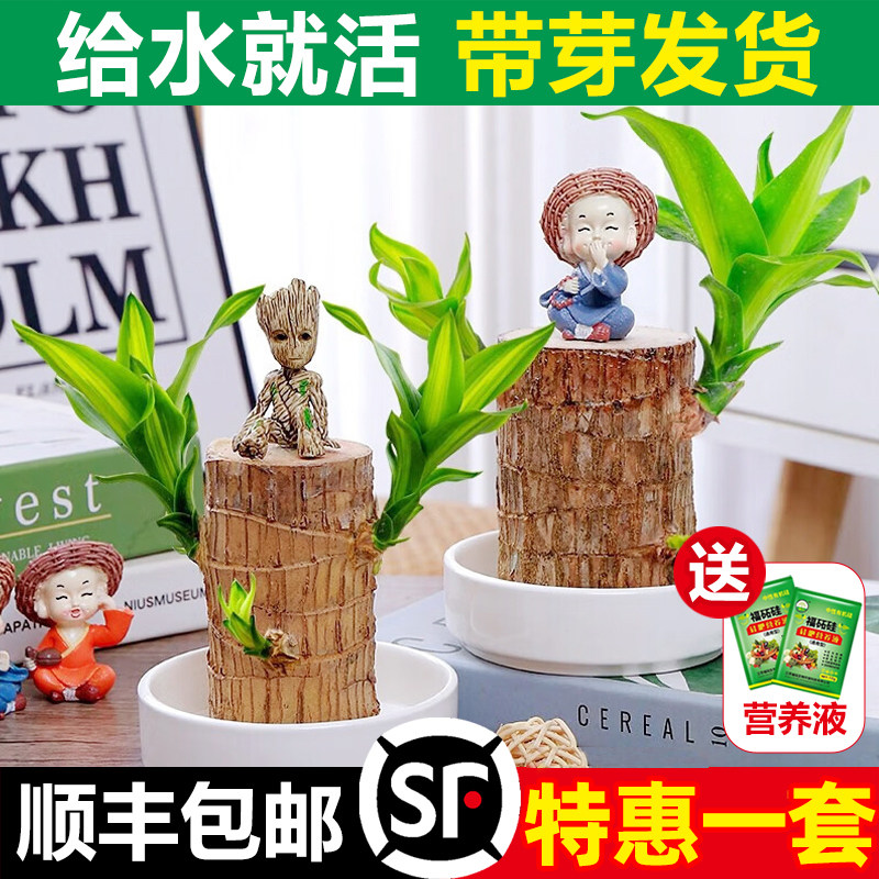 巴西木幸运木开 花水培植物室内水培绿植盆栽格鲁特小树人四季好