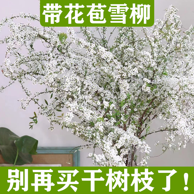 雪柳鲜枝带芽水培植物干枝水养重瓣室内插花龙柳干支鲜切花卉盆栽