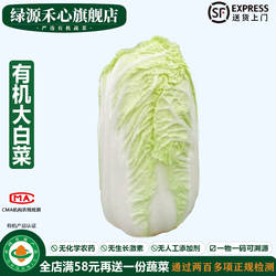 有机大白菜新鲜采摘山东大白菜胶东胶州农产品自然健康无农残蔬菜