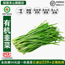 有机韭菜新鲜现割鲜嫩炒菜烧烤饺子馅农场当季时令健康无农残蔬菜