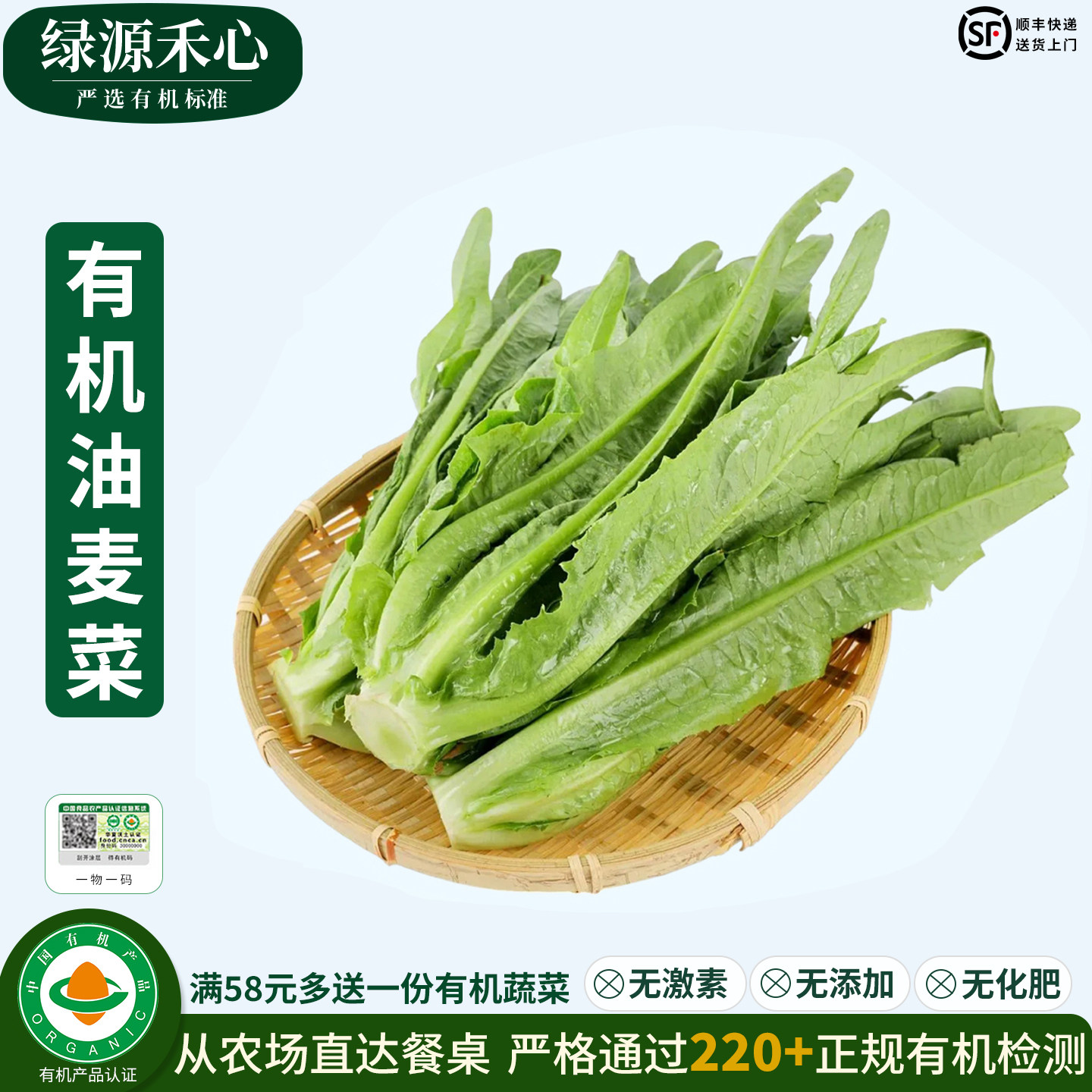 有机油麦菜新鲜绿叶青菜现摘嫩叶菜清炒涮火锅炒菜健康无农残蔬菜