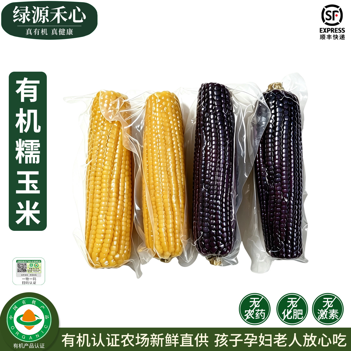 有机糯玉米新鲜采黄玉米黑糯苞米