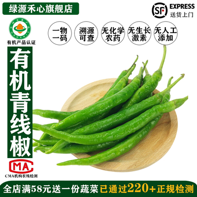 有机青线椒新鲜采摘二荆条辣椒