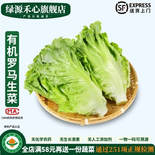 有机罗马生菜新鲜包心罗纹凯撒生菜轻食材沙拉西餐健康无农残蔬菜