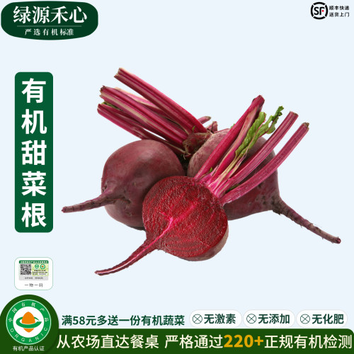 有机甜菜根新鲜现拔红菜头甜菜头