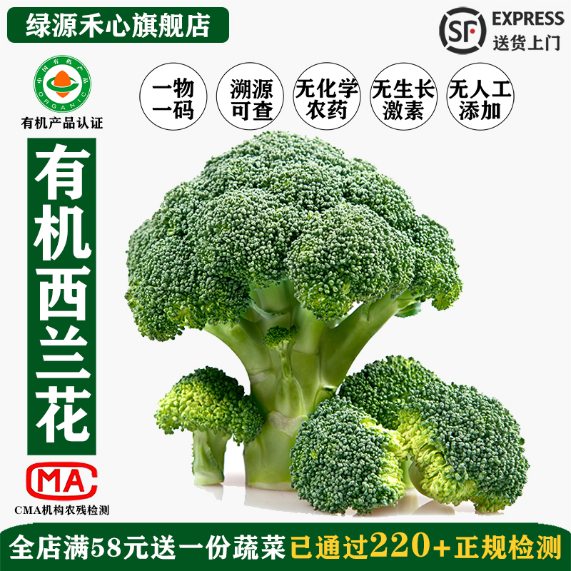 有机西兰花新鲜现采健康无农残