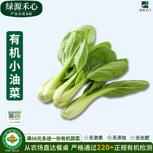 有机小油菜新鲜采摘上海青小青菜涮火锅炒菜白灼菜健康无农残蔬菜