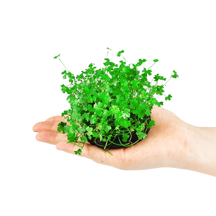 天胡荽水草鱼缸造景前景无菌杯淡水植物阴性水培活体真草装饰新手