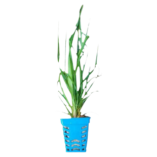 泰国水剑小坨草鱼水草植物鱼缸造景懒人水培增氧阴性淡水中后景草