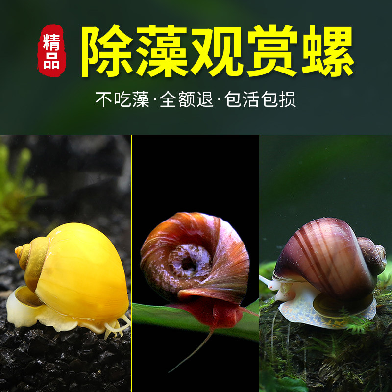 观赏螺淡水苹果螺鱼缸除藻工具吃藻清缸清理大号蜗牛小宠物黄金螺